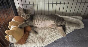 Gemini -  Domestic Medium Hair Cat for Adoption in Oviedo, Florida - Gemini | PetCurious
