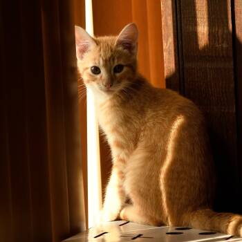 Rescue Domestic Short Hair Cats for Adoption in Bismarck, North Dakota - Kidder | PetCurious