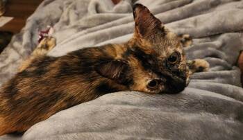 Polly Pocket -  Domestic Short Hair Cat for Adoption in Statesboro, Georgia - Polly Pocket | PetCurious