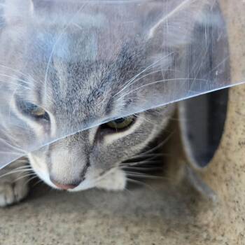Stewart little -  Domestic Medium Hair Cat for Adoption in Philadelphia, Pennsylvania - Stewart Little | PetCurious