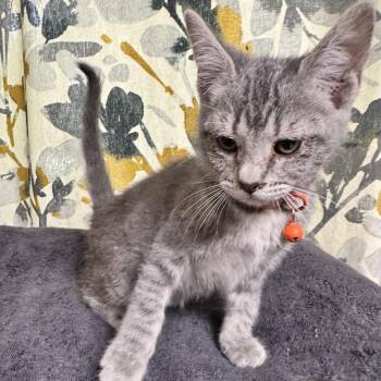 Domestic Short Hair Cats Available for Adoption in Bentonville, Arkansas - Emily | PetCurious