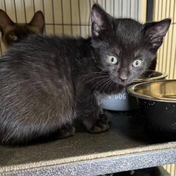 Zeke -  Domestic Short Hair Cat for Adoption in Saginaw, Michigan - Zeke | PetCurious