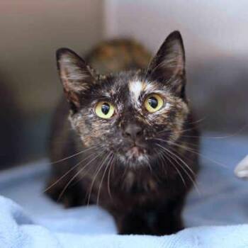 Kiley -  Domestic Short Hair Cat for Adoption in Atlanta, Georgia - Kiley | PetCurious