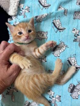 Amber -  Domestic Short Hair Cat for Adoption in Orlando, Florida - Amber | PetCurious