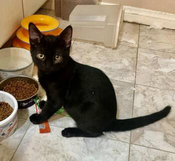 Blackberry -  Bombay Cat for Adoption in Tustin, California - Blackberry | PetCurious