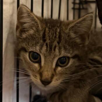 Habanero -  Domestic Short Hair Cat for Adoption in Troy, Virginia - Habanero | PetCurious