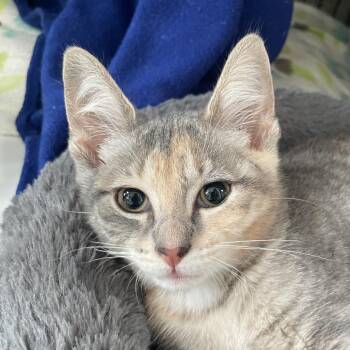Lentil -  Domestic Short Hair Cat for Adoption in Chicago, Illinois - Lentil | PetCurious
