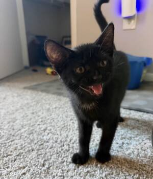 Shadow -  Domestic Short Hair Cat for Adoption in Maineville, Ohio - Shadow | PetCurious