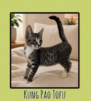 Kung Pao Tofu -  Domestic Short Hair Cat for Adoption in Scranton, Pennsylvania - Kung Pao Tofu | PetCurious