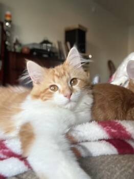 Rescue Domestic Short Hair Cats for Adoption in Mishawaka, Indiana - Princess Chloe | PetCurious
