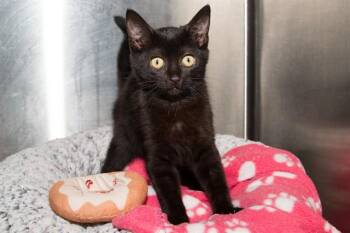 CHOCOCAT -  Domestic Short Hair Cat for Adoption in Santa Monica, California - CHOCOCAT | PetCurious