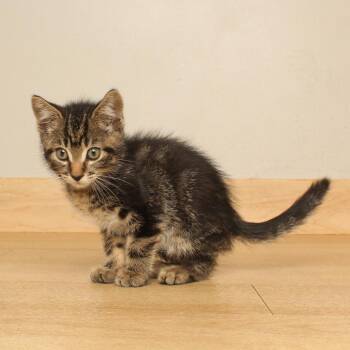Poppy C70791 -  Domestic Short Hair Cat for Adoption in Minnetonka, Minnesota - Poppy C70791 | PetCurious