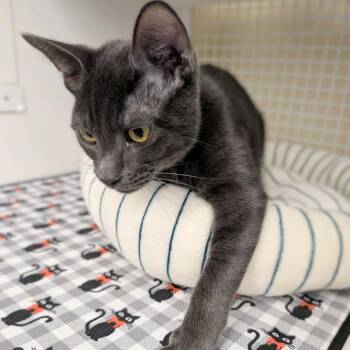 FLBP-Colt -  Domestic Short Hair Cat for Adoption in Buffalo, New York - FLBP-Colt | PetCurious