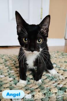 Rescue American Shorthair Cats for Adoption - Starry & Angel ( Foster Or Adopter Needed) | PetCurious