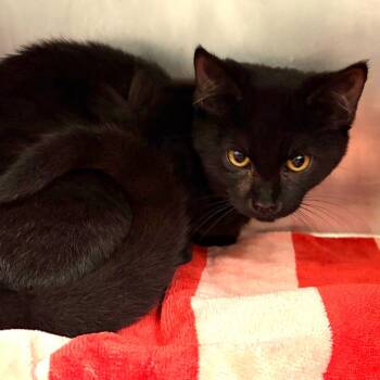 Haunter -  Domestic Short Hair Cat for Adoption in Nashville, Tennessee - Haunter | PetCurious