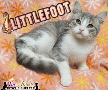 Rescue Domestic Short Hair Cats for Adoption in Ottawa Hills, Ohio - Littlefoot | PetCurious