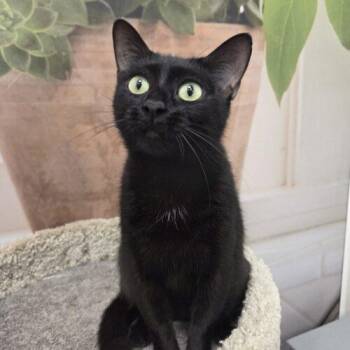 Domestic Short Hair Cats Available for Adoption in Canal Winchester, Ohio - Sabari | PetCurious