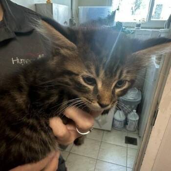 Webb -  Domestic Medium Hair Cat for Adoption in Tampa, Florida - Webb | PetCurious