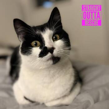 Harbour -  Domestic Short Hair Cat for Adoption in Vancouver, British Columbia - Harbour | PetCurious