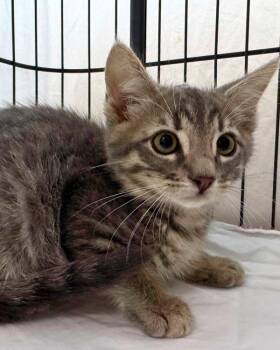 Geary -  Domestic Short Hair Cat for Adoption in Novato, California - Geary | PetCurious