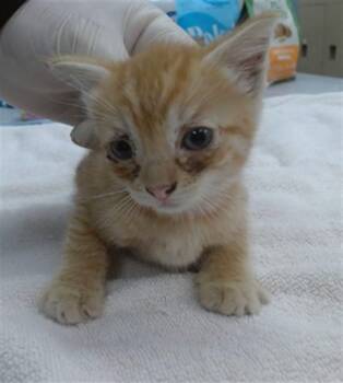 NEPTUNE -  Domestic Short Hair Cat for Adoption in Salinas, California - NEPTUNE | PetCurious