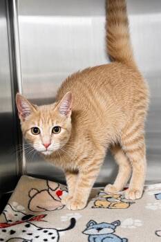 Trizzy -  Domestic Short Hair Cat for Adoption in Labelle, Florida - Trizzy | PetCurious