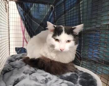 Domestic Long Hair and Domestic Short Hair Cats Available for Adoption - REUBEN | PetCurious