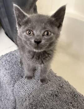 Ms. Buttersworth -  Domestic Short Hair Cat for Adoption in Minneapolis, Minnesota - Ms. Buttersworth | PetCurious
