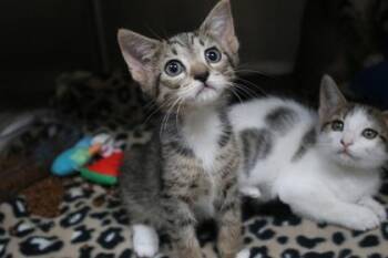 Snook -  Domestic Short Hair Cat for Adoption in Brunswick, Georgia - Snook | PetCurious
