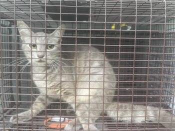 A658961 -  Domestic Short Hair Cat for Adoption in Houston, Texas - A658961 | PetCurious