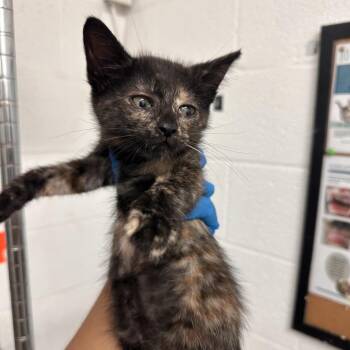 Tori -  Domestic Short Hair Cat Available for Adoption in Edinburg, Texas - Tori | PetCurious