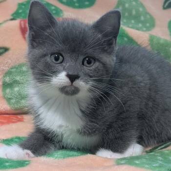 Princess (Raspberry) -  Domestic Short Hair Cat for Adoption in Chesapeake, Virginia - Princess (Raspberry) | PetCurious