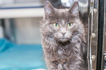 Domestic Medium Hair Cats Available for Adoption - BISCUIT | PetCurious