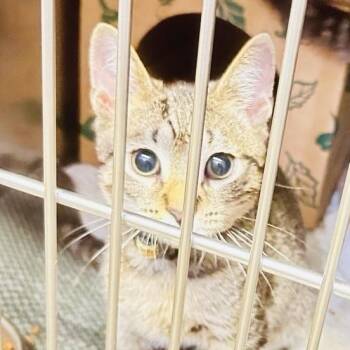 Safari [tan] -  Domestic Short Hair Cat for Adoption in Baltimore, Maryland - Safari [tan] | PetCurious