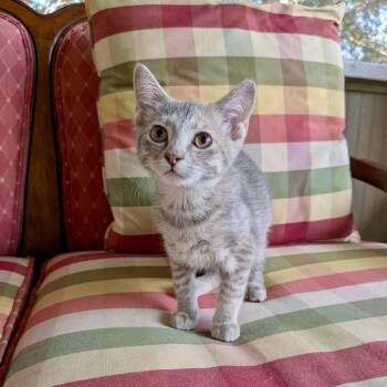 Marie Sharp 26-06-018 -  Domestic Short Hair Cat for Adoption in Bastrop, Texas - Marie Sharp 26-06-018 | PetCurious