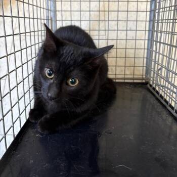 Domestic Short Hair Cats Available for Adoption - Fractious Marlow | PetCurious