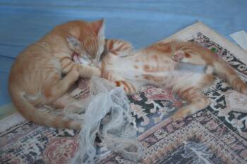 Axl Moon -  Domestic Short Hair and Tabby Cat for Adoption in Chandler, Arizona - Axl Moon | PetCurious