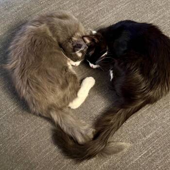 Domestic Medium Hair Cats Available for Adoption - Brutus | PetCurious