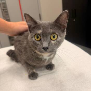 Domestic Short Hair Cats Available for Adoption in Sand Springs, Oklahoma - Ari | PetCurious