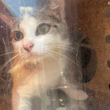 Dana Scully -  Domestic Short Hair Cat for Adoption in Philadelphia, Pennsylvania - Dana Scully | PetCurious