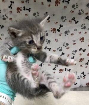 RAPHAEL -  Domestic Short Hair Cat for Adoption in Riverside, California - RAPHAEL | PetCurious