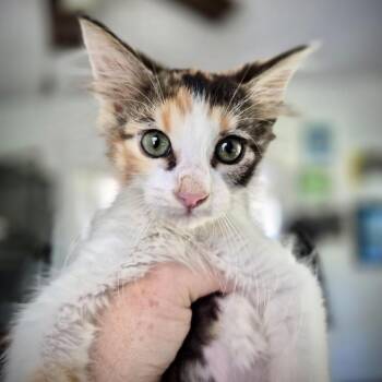 Quinn -  Domestic Long Hair Cat for Adoption in Fort Worth, Texas - Quinn | PetCurious