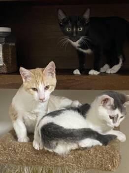 Kerchief -  Domestic Short Hair Cat for Adoption in Stanwood, Washington - Kerchief | PetCurious
