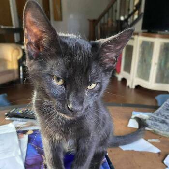 Rescue Domestic Short Hair Cats for Adoption in Lyle, Minnesota - Papaya | PetCurious