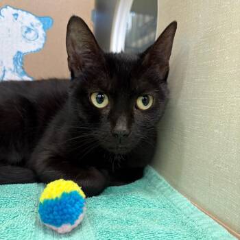 Ingrid -  Domestic Short Hair Cat for Adoption in West Olive, Michigan - Ingrid | PetCurious