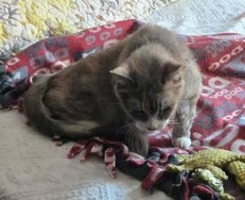 Rescue Domestic Short Hair Cats for Adoption in Philadelphia, Pennsylvania - Nina | PetCurious