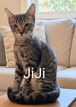 JiJi -  Domestic Short Hair Cat for Adoption in Fort Myers Beach, Florida - JiJi | PetCurious