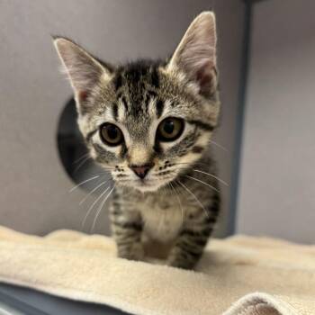 Betty -  Domestic Short Hair Cat for Adoption in Birmingham, Alabama - Betty | PetCurious