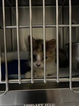 Florence -  Domestic Short Hair Cat for Adoption in Montreal, Quebec - Florence | PetCurious