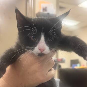 Andy -  Domestic Short Hair Cat for Adoption in Birmingham, Alabama - Andy | PetCurious